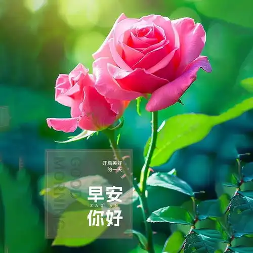 2024年5月9日早安图片大全,艳阳高照,送上祝福快乐清晨幸福网易订阅