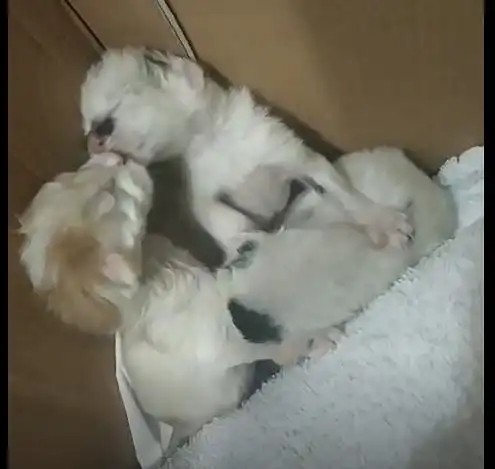 猫系动物头像太原市