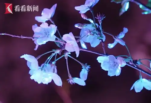 闯入现实版童话秘境蝶遇樱光影秀绽放水上杉木林