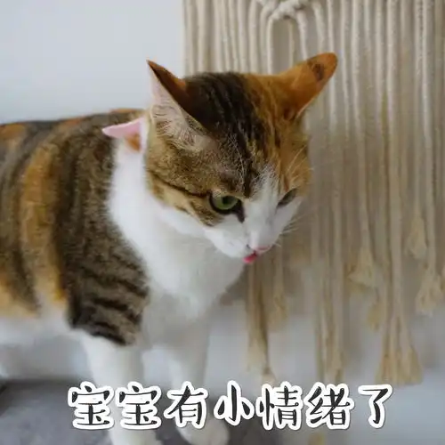中华田园猫的颜值有多高