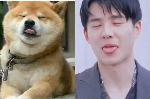 狗塑男艺人成新潮流动物系艺人的专属美貌大赏