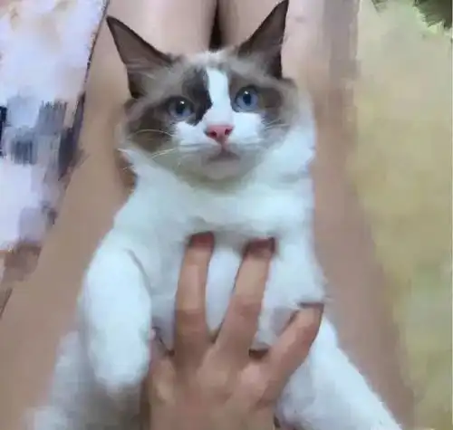 人不如猫母猫相亲10000元求配种,要求有150㎡房子带花园