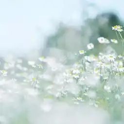 人生如花,淡者香