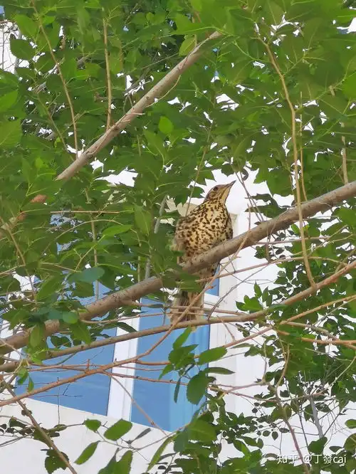 在学校发现两只鸟,棕黑色斑点,通体黄白色,求问这是什么品种的鸟