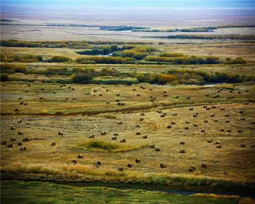十一小长假不想一直堵在路上,就来呼伦贝尔看秋景吧