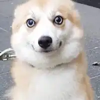 情侣狗头像图片可爱狗狗情侣头像一对