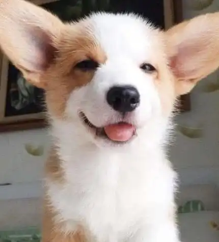 心理测试凭你的第一感觉选一只最可爱的柯基,测出你的性格特点