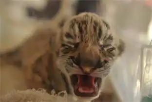 属虎人的2017年运势