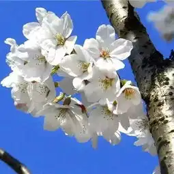 2019上海樱花节今天开幕,顾村公园美出新高度现场实拍