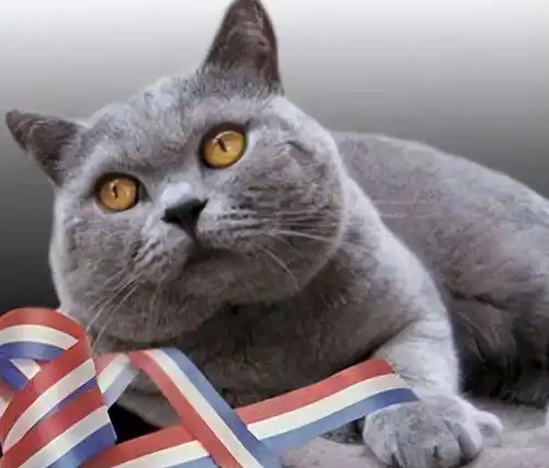 蓝猫和蓝金渐层配出来是什么今日头条