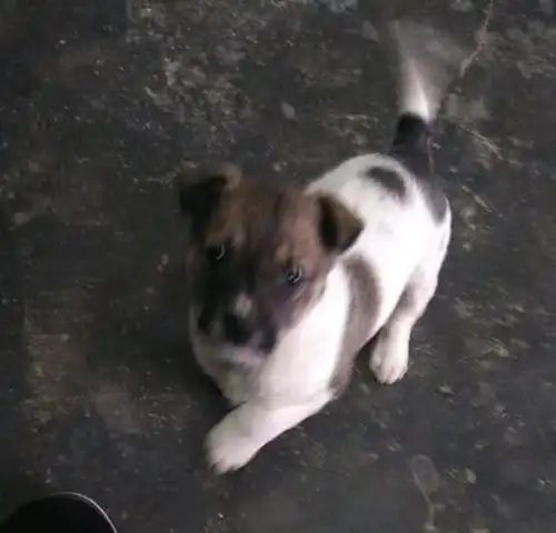 买菜路上偶遇只流浪小奶狗,女孩决定收养,没想到走两步又后悔了