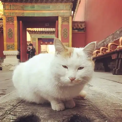 猫系列的可爱头像文创