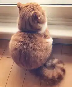 欧美系头像女抱猫养猫