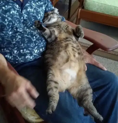 我养了十年的猫咪,被我爸给抢走了