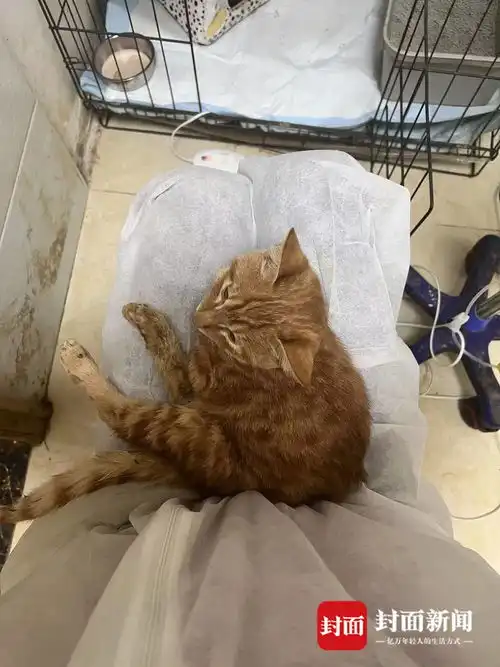 花4千余元救治被弃猫咪,救猫女子宠物医院承诺费用打折却难兑现