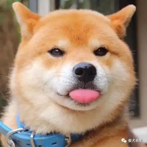 狼狗系男生动漫照片qq头