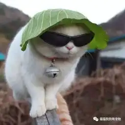 戴眼镜的动物们,就是这么的炫酷