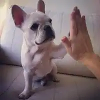 微信萌宠狗狗头像呆萌可爱小萌宠狗狗来一波