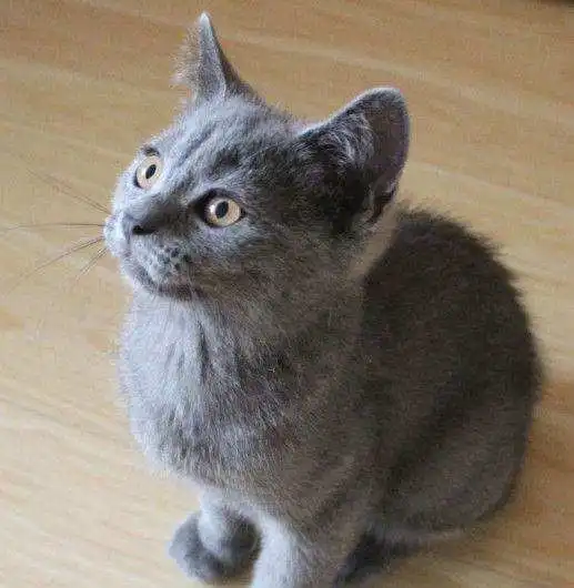 英国短毛猫的历史科瑞卡科普