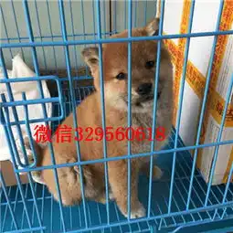 石家庄本地纯种日本引进柴犬超萌日系柴犬日本柴犬小柴犬日系纯种血统柴犬黑柴