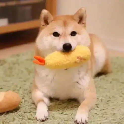 萌系头像希望我是你眼里最好的宝贝