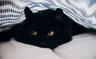 这只猫治好了夏目漱石的精神病