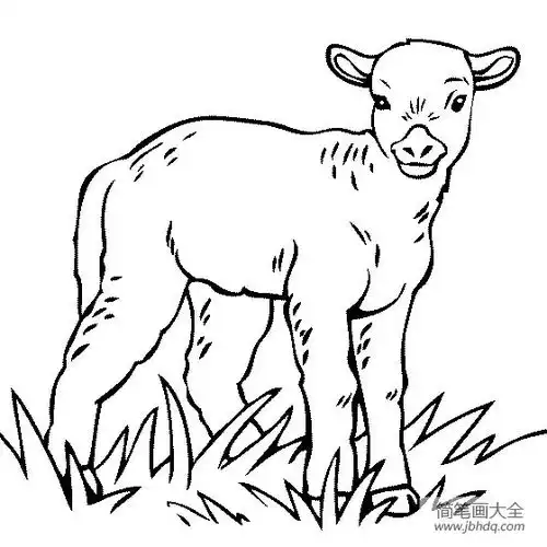 关于羊的简笔画大全羔羊简笔画图片
