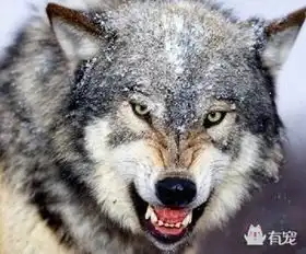 中国有句老话叫狗是狼的舅舅狼内心是拒绝的