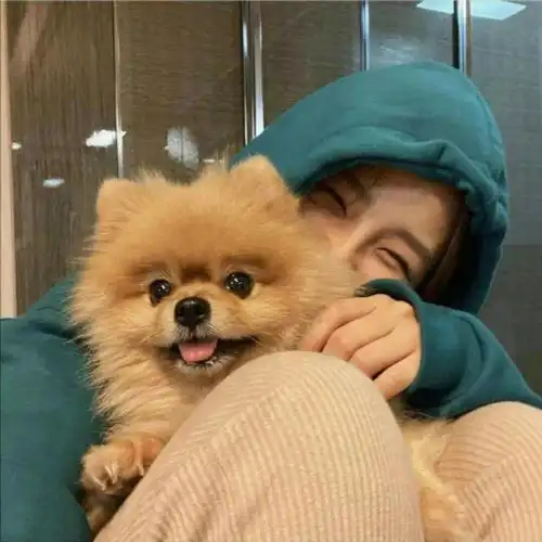 黑系头像男ins博美犬
