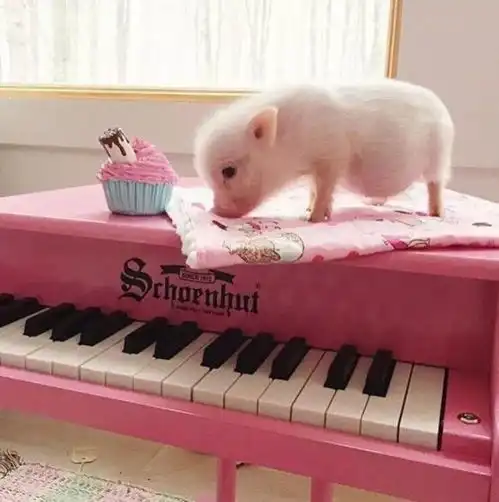 粉色系猪猪,少女心炸裂