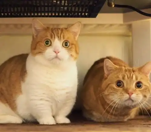 日本女生家的短腿猫又出来圈粉了,网友要被萌化了