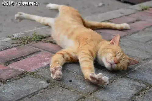为什么有的人走到哪里都能捡到猫吸猫体质也可以后天养成的