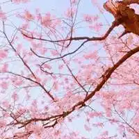 适合40岁左右女士微信头像微信头像图片大全