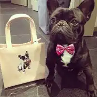 微信萌宠狗狗头像呆萌可爱小萌宠狗狗来一波