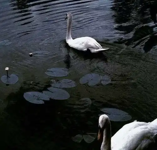 如辰.ins优质黑色系背景.每个人唯美图片我要个性网