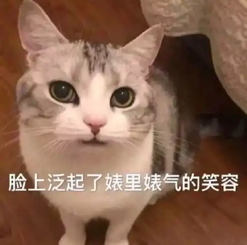猫系人物头像头像