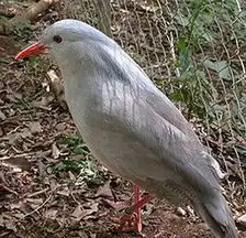 鹭鹤科相关图片图片