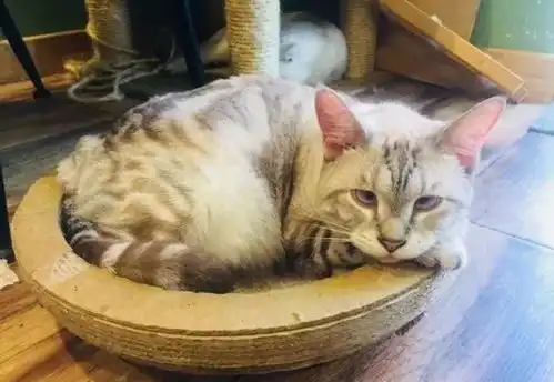 治愈系的猫咪女生头像可