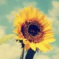 阳光下的向日葵头像微信头像图片大全