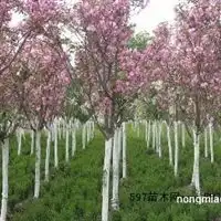 南京市浦口区康宁园艺场信息尽在农苗网第3页
