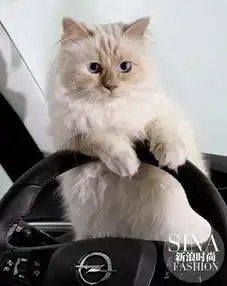 老佛爷爱猫年收入300万欧元你们全村收入不如猫