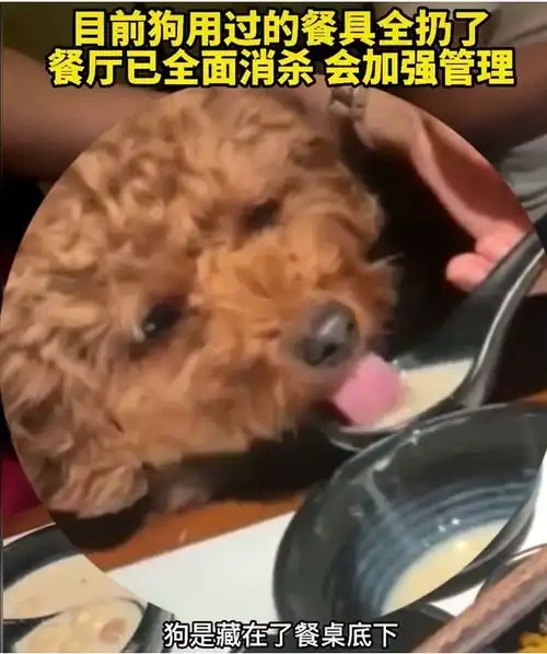 热闻女子炫耀用餐厅餐具喂狗吃牛肉喝奶茶网友怒了
