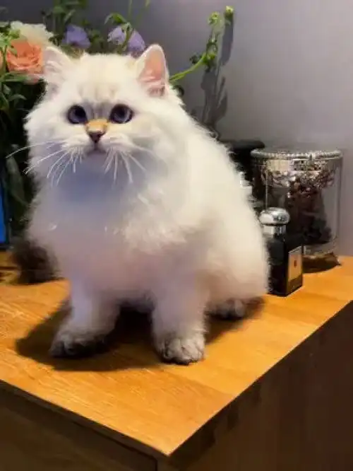 土豆大叔金渐层记录长毛金点妹妹慢慢长大小奶猫的成长日记