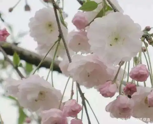 武汉东湖樱园樱花绽放网友明年樱花季,我们再相约