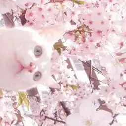 猫少女头像图片可爱动漫