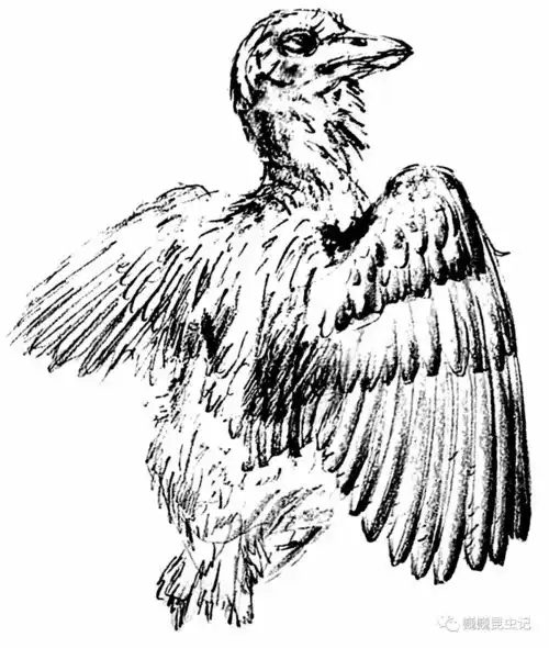 蜂鸟般大小史前一亿年的琥珀中的古鸟