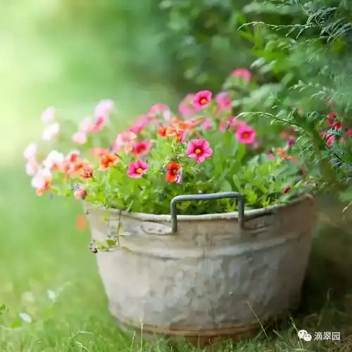 园艺养生亦养心