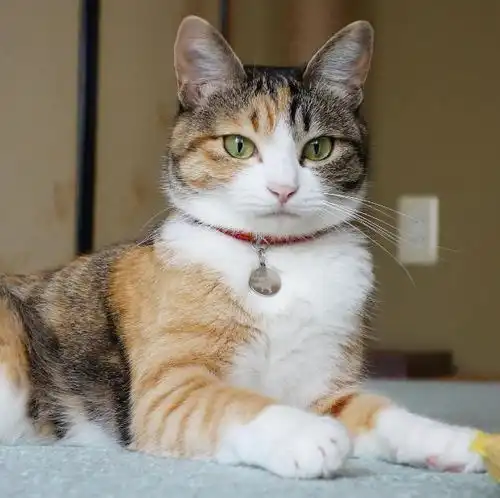 鬼灭之刃动画中的小动物