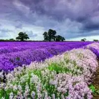 紫色薰衣草头像喜欢这片紫色的花海