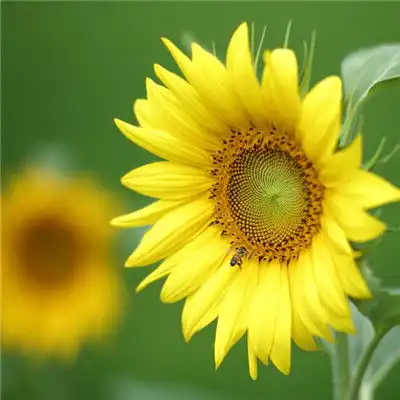 漂亮的向日葵微信头像图片,向日葵特写图片